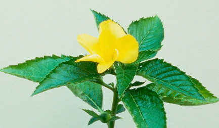 The Damiana Plant is a Libido Booster